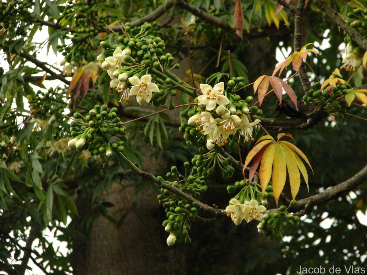 Ceiba pentandra (L.) Gaertn.